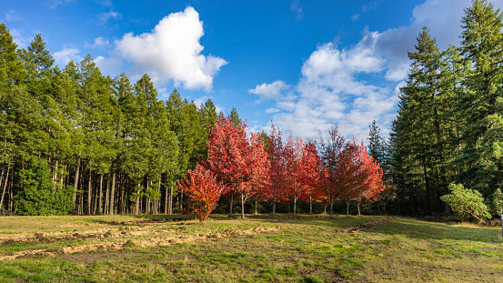 Red Maples In Small Park Along Highway In Washington State, USA
