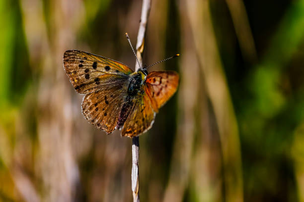 istock Exotic Butterfly on Green Leaf 1181257911