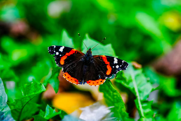 istock Red Admiral Butterfly on Green Leaf 1181257918