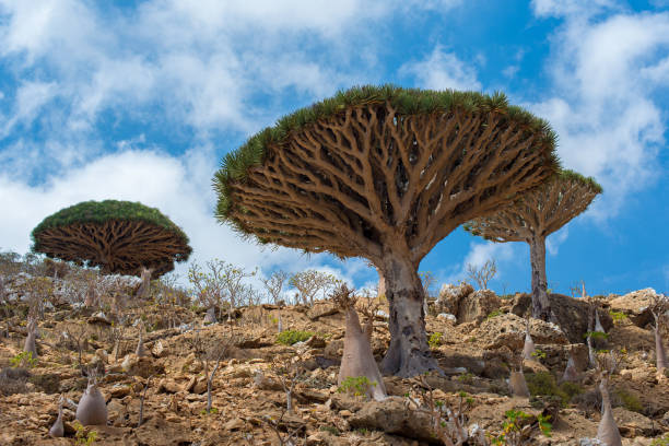 istock Socotra island 1181258555