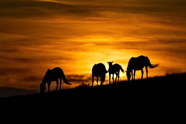 istock Against the background of a scorching sunset 1181258864
