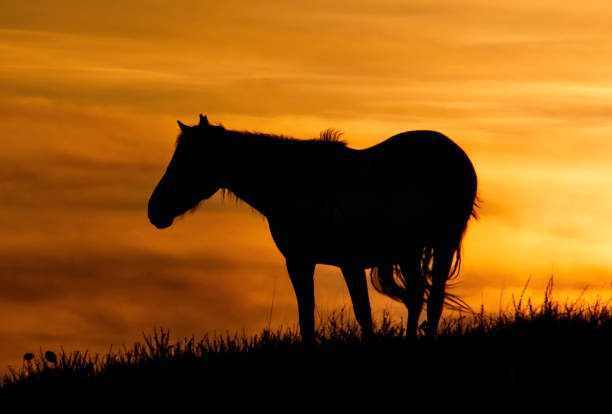 istock Against the background of a scorching sunset 1181258900