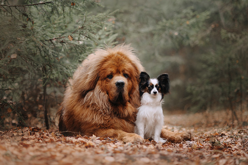 Two dogs on a walk in the foliage in the autumn forest