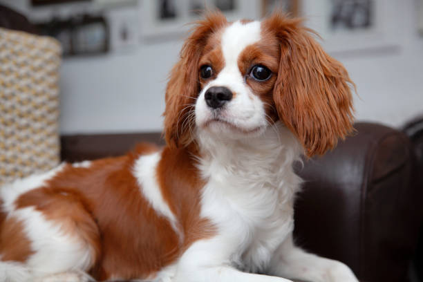 istock Cavalier King Charles Spaniel puppy lying on a sofa 1181260176