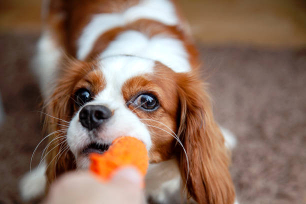 istock Cavalier King Charles Spaniel puppy playing tug-of-war 1181260213