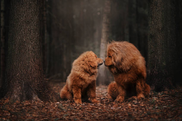 Two Tibetan mastiff siting in the autumn forest stock photo