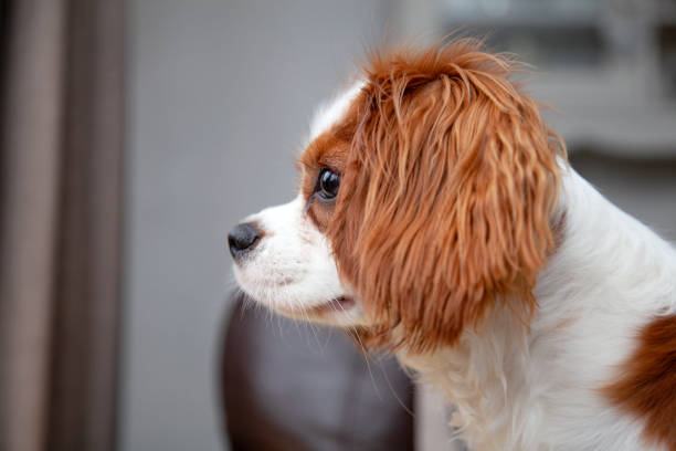 istock Cavalier King Charles Spaniel puppy looking to the side 1181260222