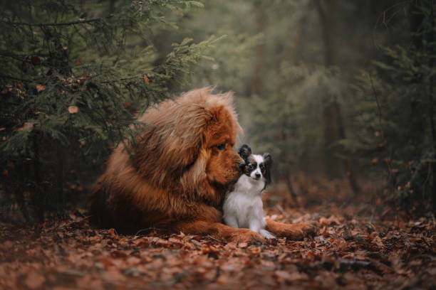 Two dogs on a walk in the foliage in the autumn forest