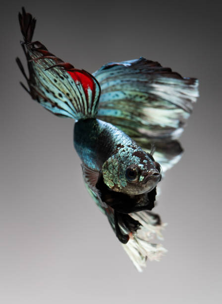 Silver golden copper color betta fish.