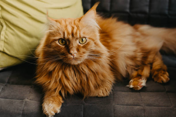 istock Red cat with green eyes in the home interior. 1181261100