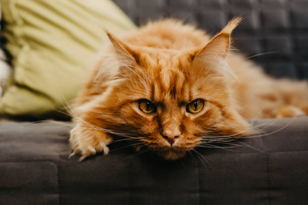 istock Red cat with green eyes in the home interior. 1181261101