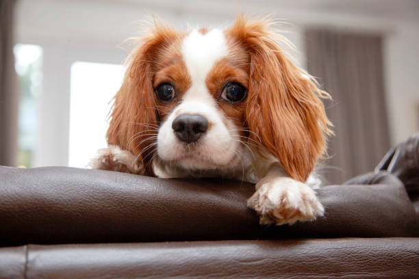 istock Cavalier King Charles Spaniel puppy leaning over the back of a sofa 1181261102