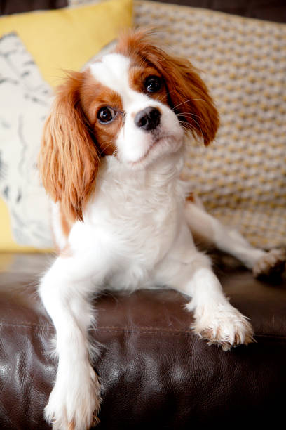 istock Cavalier King Charles Spaniel puppy lying on a sofa 1181261113