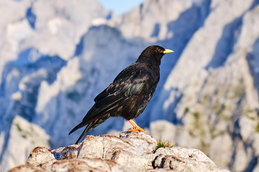 Alpine chough or yellow-billed chough (Pyrrhocorax graculus) up on a mountain rock, in Donnerkogel mountains, Austria.