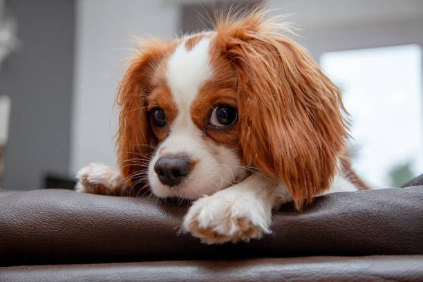istock Cavalier King Charles Spaniel puppy leaning on the back of a sofa 1181261327