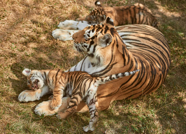 istock Tiger cubs with mother 1181261389