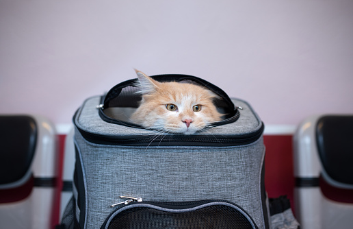 cream tabby ginger maine coon cat looking out of pet carrier backpack in waiting room at the veterinarian