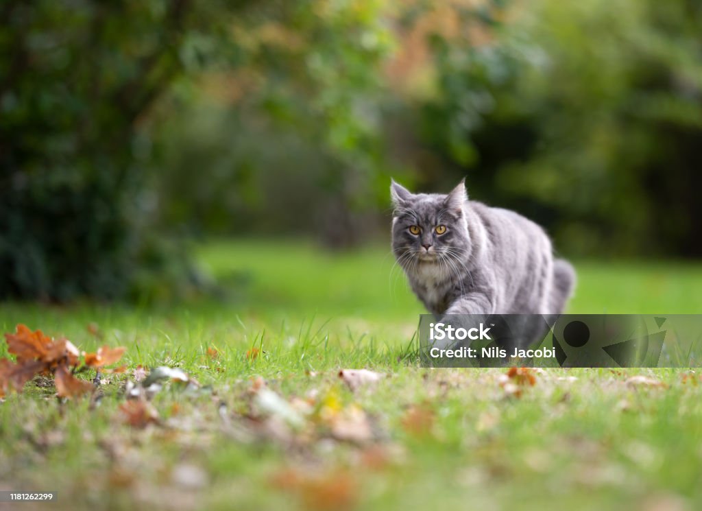 Kucing Berjalan Foto Stok - Unduh Gambar Sekarang - Kucing rumah, Gerak