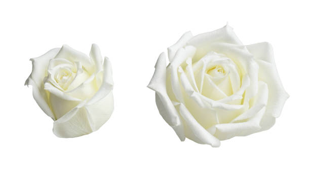 Set of rose flowers