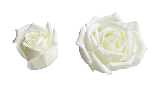 Set of rose flowers isolated on white
