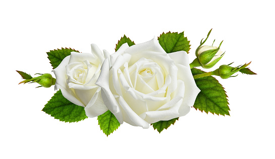 Rose flowers in a floral arrangement isolated on white