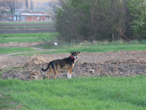 istock Dog in the Nature 1181263199