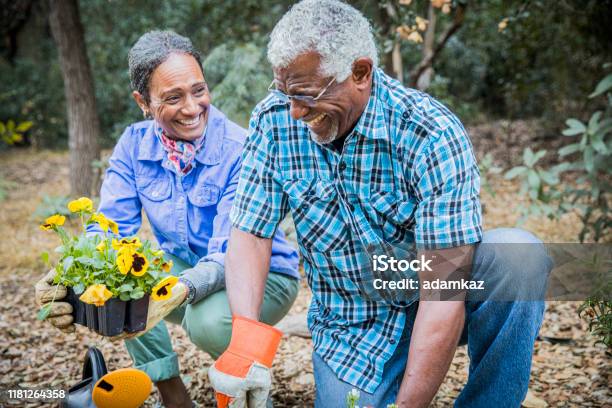 Senior African American Couple Planting In Garden Stock Photo - Download Image Now - Senior Adult, Gardening, African-American Ethnicity