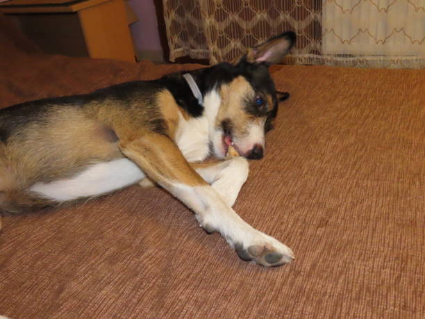 istock Domestic Dog at Home 1181264457