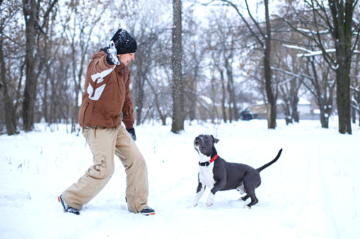 A man plays snowballs with a dog breed staff terrier in a winter park.