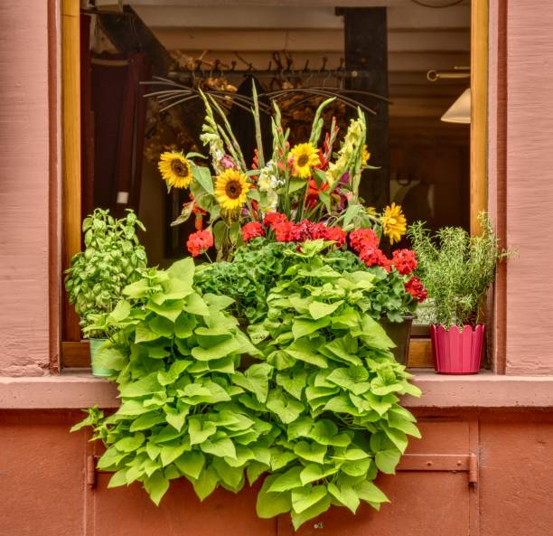 istock Colorful flower decoration in an open window 1181268070