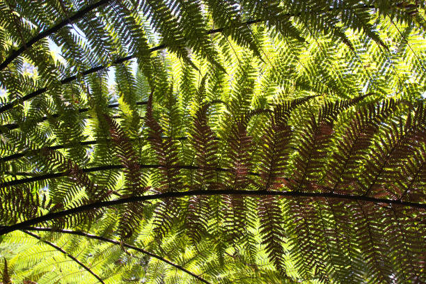 Waipoua forest North Island New Zealand. Northland Region North Island new Zealand. February 2007. The Waipoua Forest. Lush sub tropical forest with ferns, grasses, jungle and trees. Declared a sanctuary in 1952. Bought from Maori in 1876 for £2000. Over 200.000 visitors each year. waipoua forest stock pictures, royalty-free photos & images