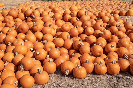 Close-up of a large pile of small pumpkins outdoors, suggesting autumn or halloween, October 12, 2019