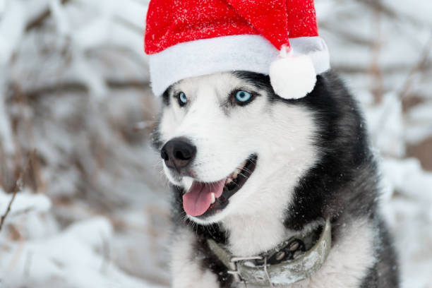 istock Christmas husky dog 1181271044