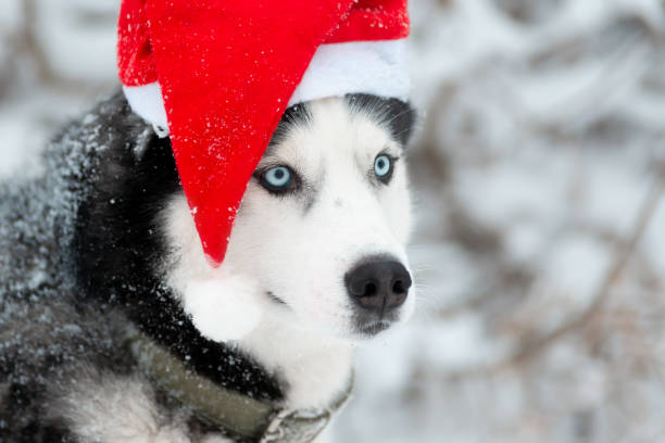 istock Christmas husky dog 1181271045