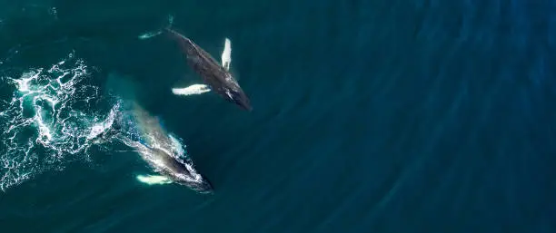 Photo of Aerial view of huge humpback whale, Iceland