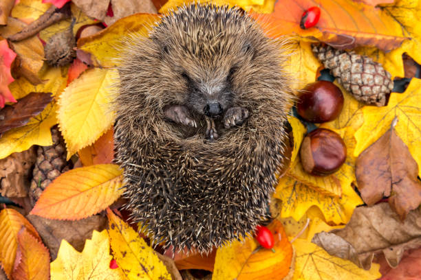 istock Hibernating wild hedgehog, sleeping in colourful Autumn leaves with conkers and pine cone.  Facing forward.  Horizontal.  Space for copy. 1181274694