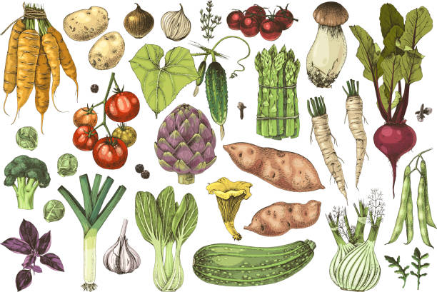 ilustrações, clipart, desenhos animados e ícones de coleção desenhada mão dos vegetais - leek food nature vegetable