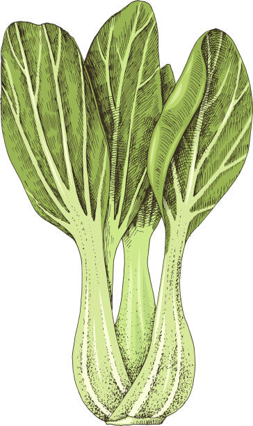 ilustraciones, imágenes clip art, dibujos animados e iconos de stock de bok choy dibujado a mano aislado sobre fondo blanco - agriculture backgrounds cabbage close up