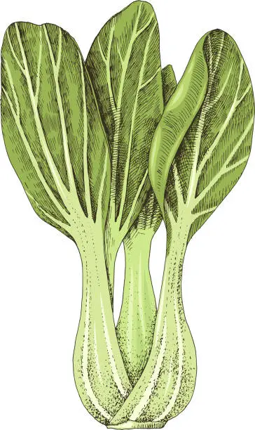 Vector illustration of Hand drawn bok choy isolated on white background