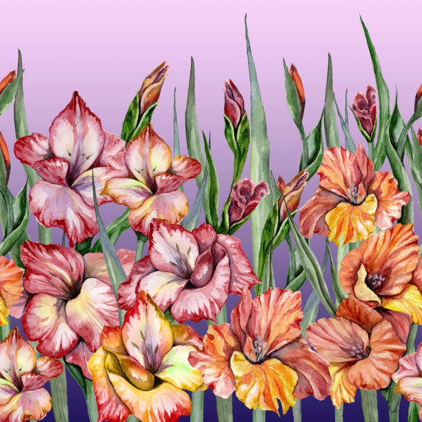 schöne gladiolenblüten mit grünen blättern auf gefälle hintergrund. nahtlose exotische blumenmuster, grenze. aquarell- hand bemalt e-illustration. - gladiolus flower iris design stock-grafiken, -clipart, -cartoons und -symbole