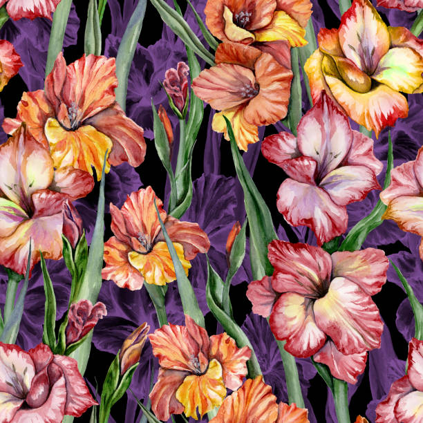 schöne gladiolen blumen und blätter auf schwarzem hintergrund. nahtlose exotische blumenmuster. aquarell- hand gezeichnete illustration. - gladiolus flower iris design stock-grafiken, -clipart, -cartoons und -symbole