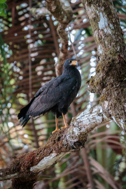 istock Common Black Hawk in Costa Rica 1181277580