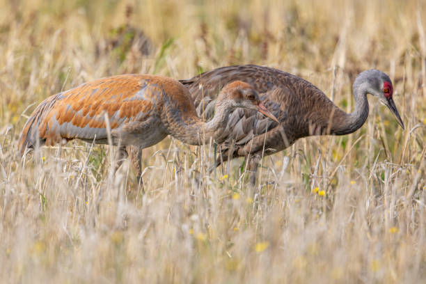 sandhill crane adulto con un puledro - wild barley foto e immagini stock