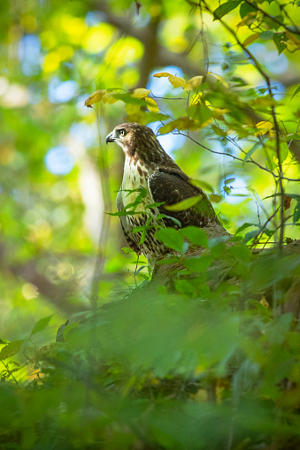 A red tail hawk in the woods in Western Pennsylvania.