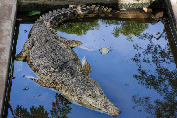 istock Crocodile farming Africa 1181279677