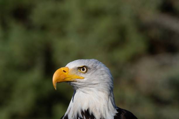 istock One portrait of a bald eagle in the park 1181279988