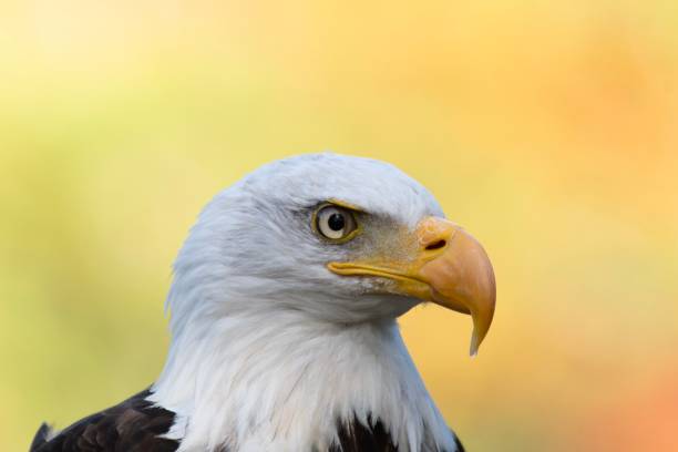 istock One American bald eagle in the park 1181279993
