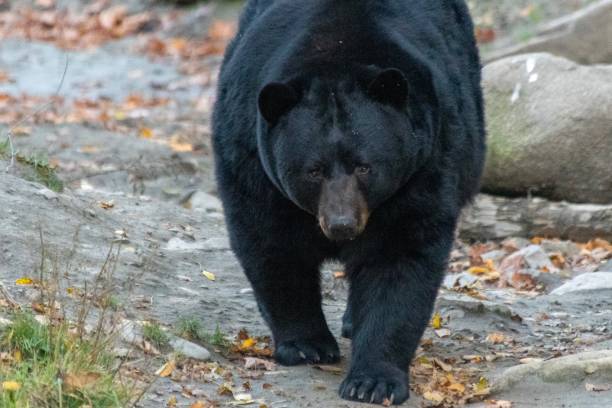 istock One black bear in the park 1181280004