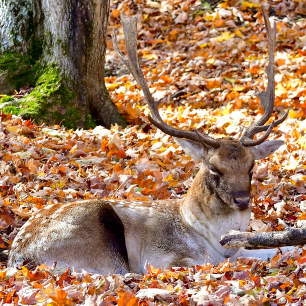 istock Male elk resting on leaves in the fall 1181280161