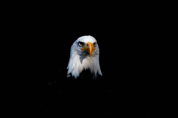 istock One head shot of an American bald eagle 1181280179